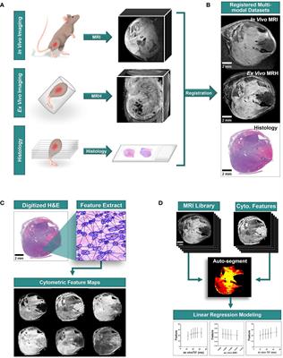 MR histology reveals tissue features beneath heterogeneous MRI signal in genetically engineered mouse models of sarcoma